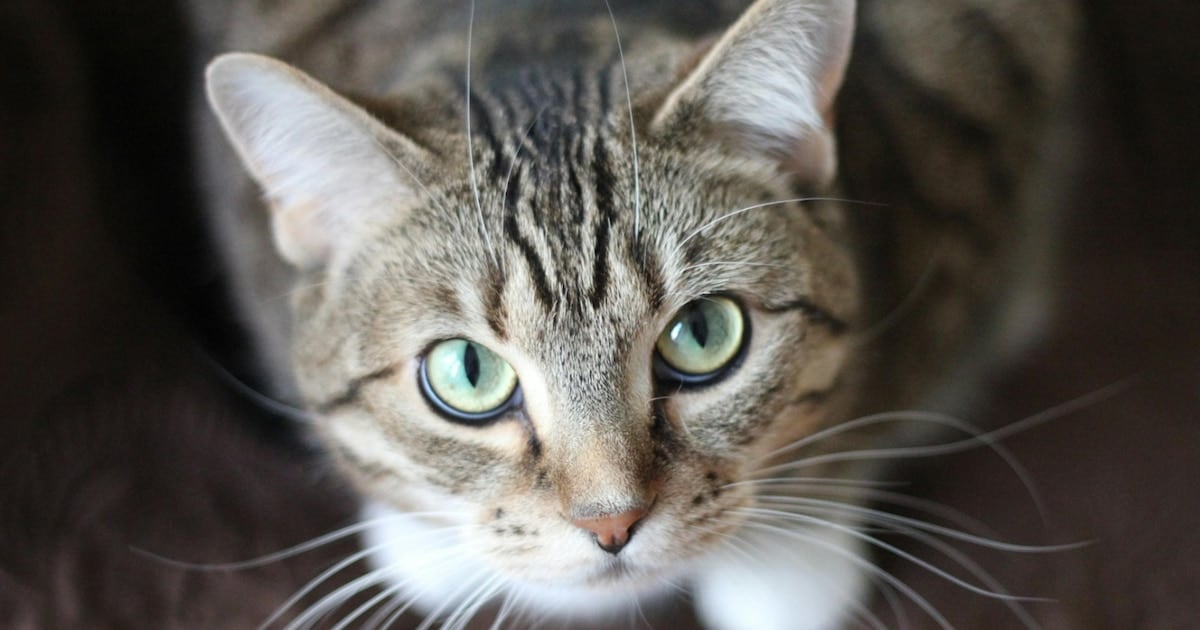 Un relevamiento masivo de más de 157.000 gatos detecta variantes de un parásito intestinal con potencial de contagio a humanos