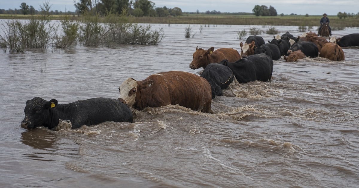 La crecida del Paraná golpea al ganado correntino y empuja los precios de la carne hacia arriba