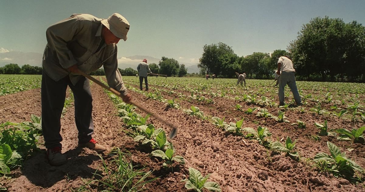 Asignaciones rurales de temporada: el Gobierno prorrogó por un año el régimen que blinda el piso frente a la AUH
