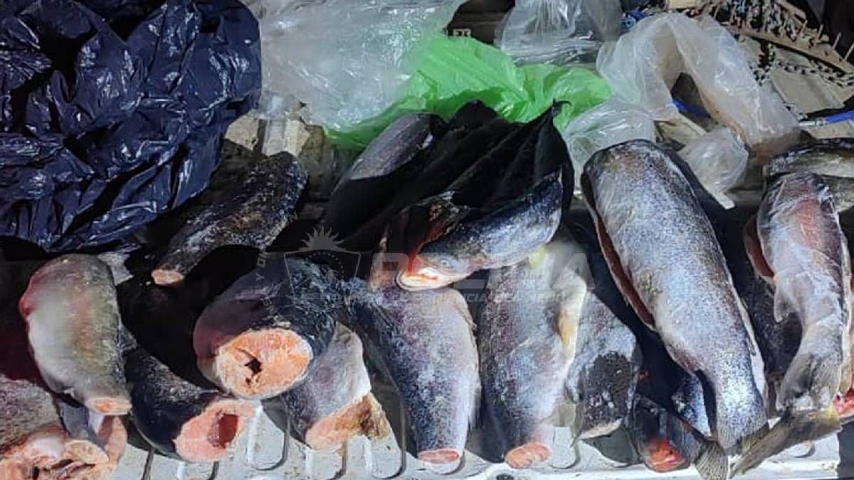 Piedra del Águila y Alicurá: la ventana previa al 1 de noviembre, con cupo estricto y controles en la Ruta 237